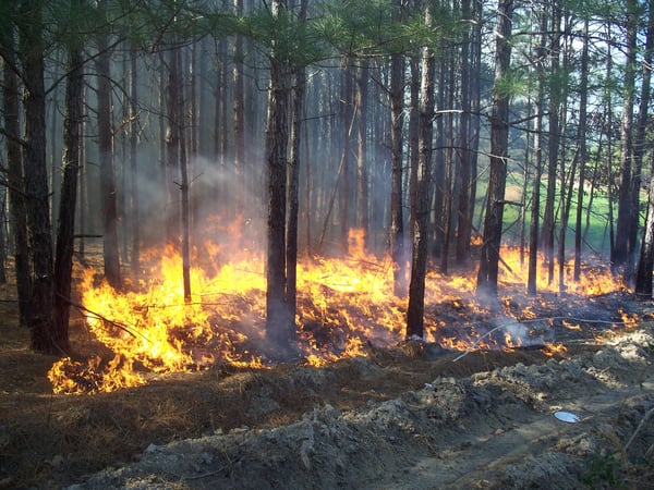 Image of low flames burning some underbrush directly behind a trench dug in the ground to serve as a firebreak 