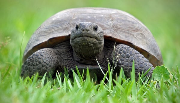 1024px-Florida_Gopher_Tortoise