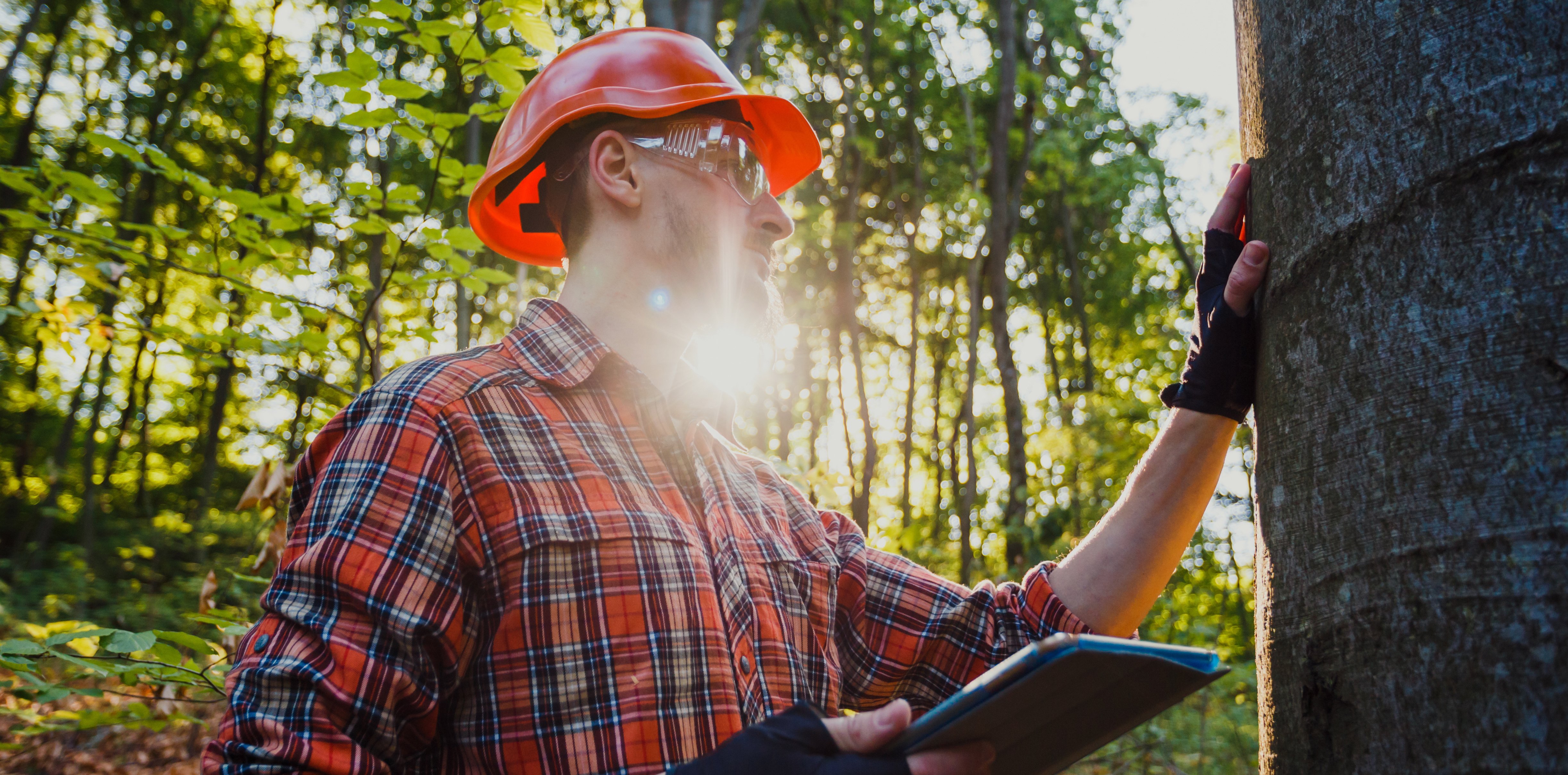 Why work with an Independent Consulting Forester?