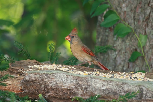 Cardinal