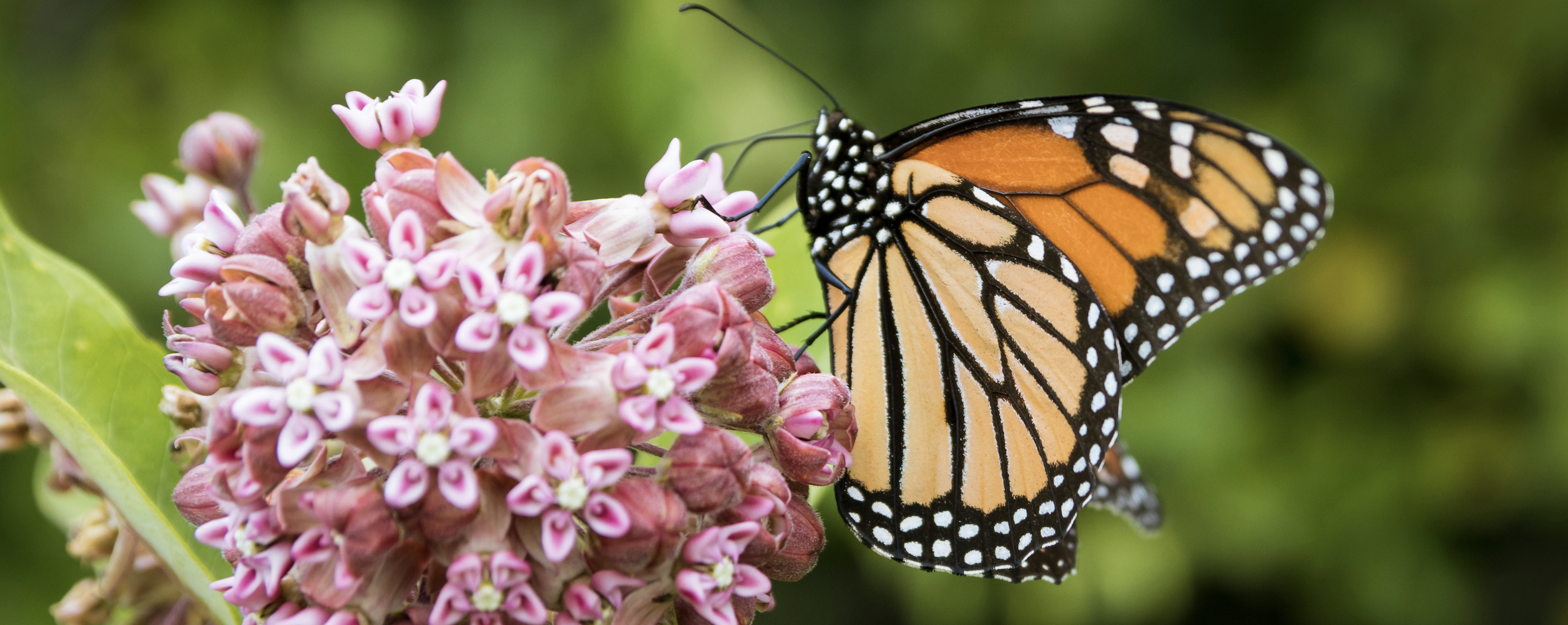 Milkweed Monarch Butterfly Wisconsin