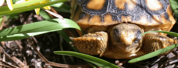 gopher tortoise day woodscamp alabama forestry association american forest foundation