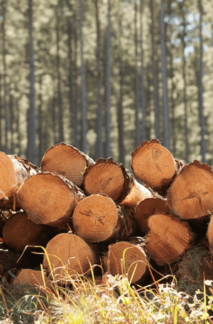 Why work with a consulting forester in alabama? Sustainable timber harvest.