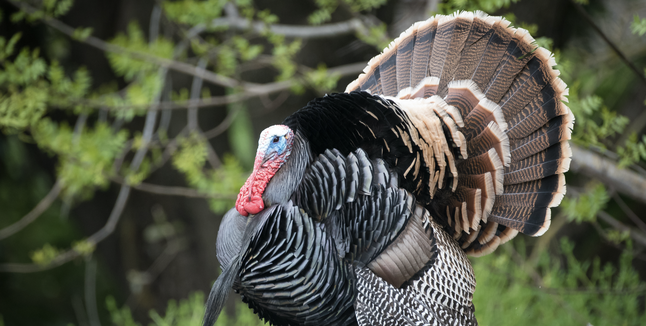 8 Ways to Help Turkeys in Your Woods