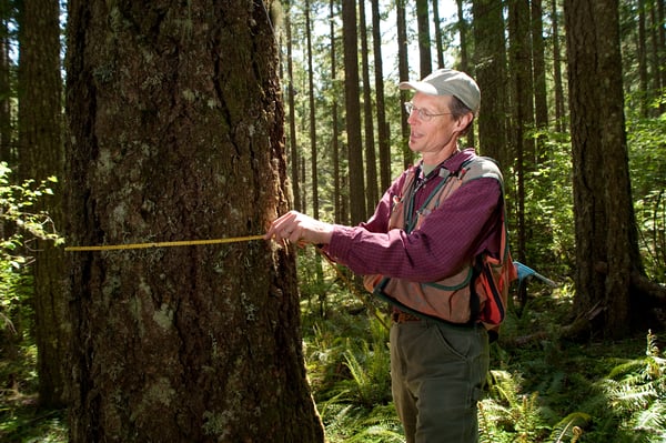 Forester measuring tree