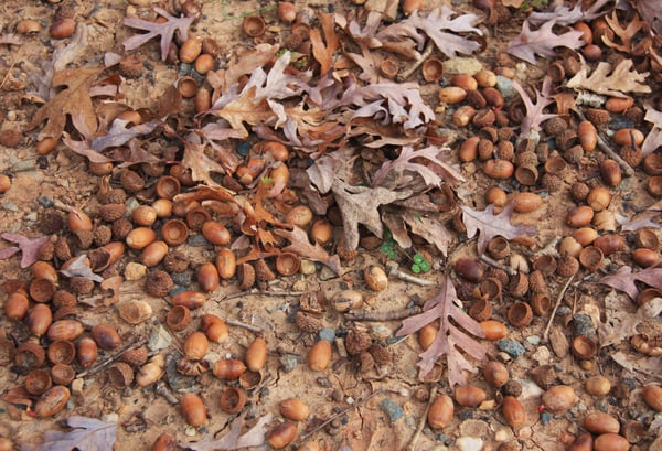 White_oak_Quercus_alba_prolific_acorns
