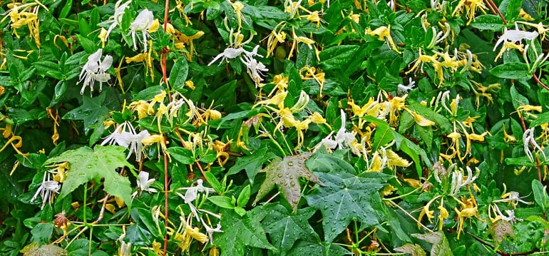 Japanese Honeysuckle