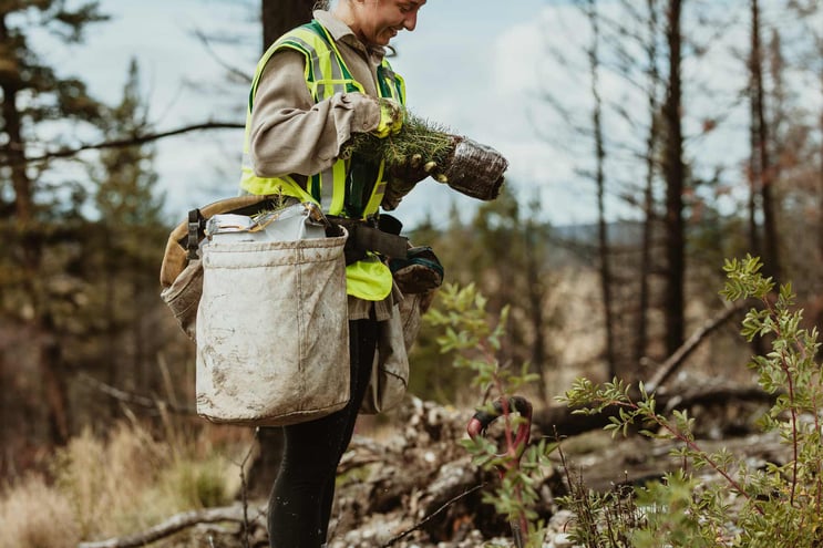 planting-trees-in-woods