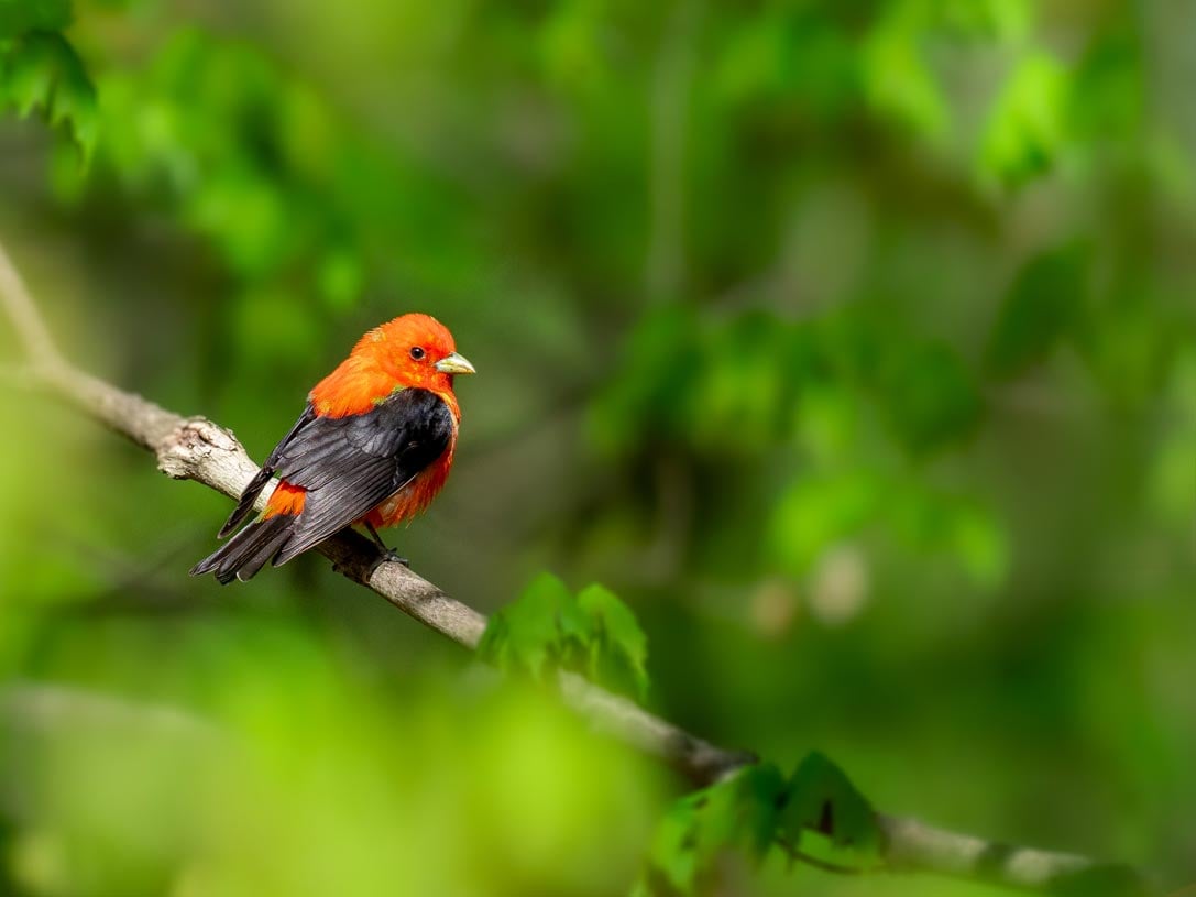 scarlet-tanager