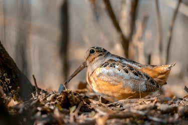 American Woodcock