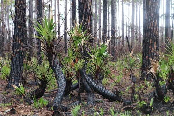 Close up image of a group of young palm trees, their trunks recently burned in a controlled fire. The charred trunks of larger trees can be seen in the background.