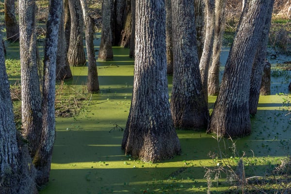 Trunks of Tupelo trees growing in green swamp 