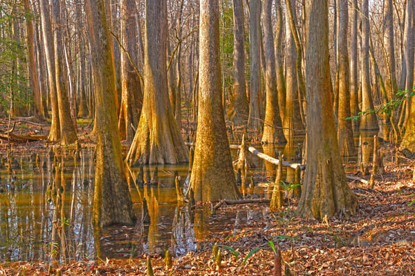 Dense tree growth in bottomland forest in SC