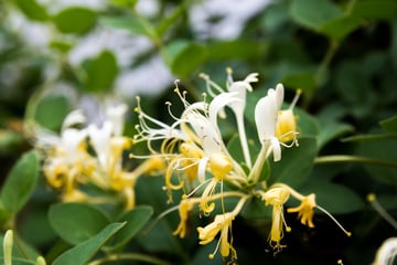 Japanese Honeysuckle