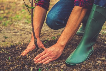 close up of a man wearing green rubber boots, jeans and a red and blue plaid shirt bending down, securing a seedling in the ground