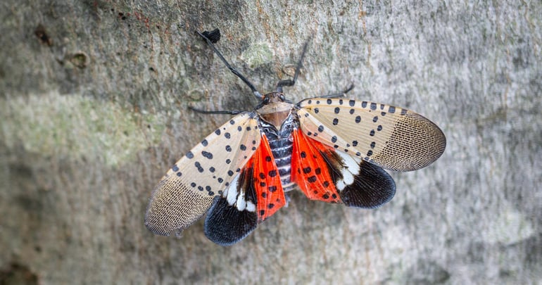 Spotted Lanternfly