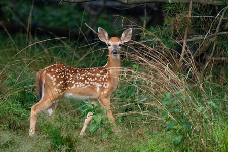 whitetail-deer-fawn