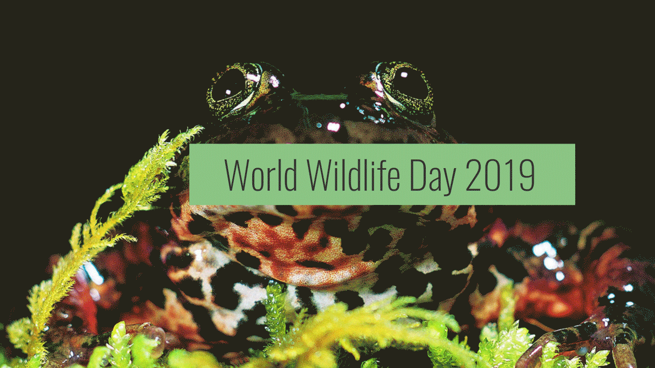worldwildlifeday
